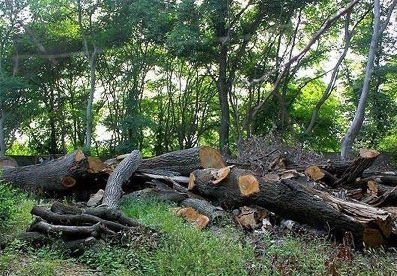 اتکای کشورها به جنگل‌ها به جای کاهش مصرف سوخت‌های فسیلی